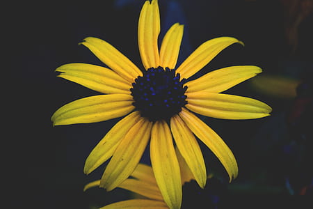 yellow flower thumbnail
