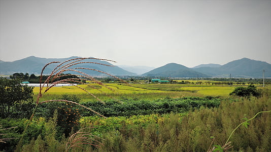 green grass field with houses thumbnail