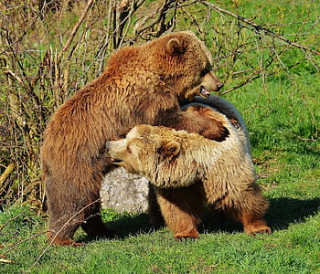 two grizzly bears in forest thumbnail