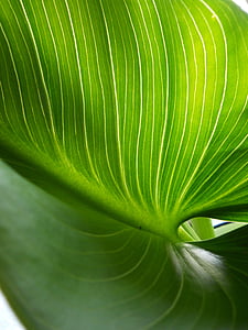 close-up photography of green leaf thumbnail