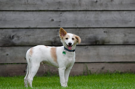 small short-coated white and tan dog standing on grass field thumbnail