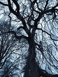 bare tree under clear sky thumbnail