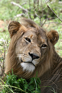 closeup photo of brown lion thumbnail