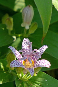 Toad lily is a shade loving perennial plant with orchid-like flowers that come into bloom in late summer-early fall. thumbnail
