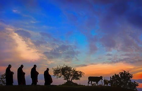 four silhouette of men walking behind cow during golden hour thumbnail