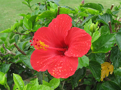 Hibiscus, Ishigaki Island thumbnail