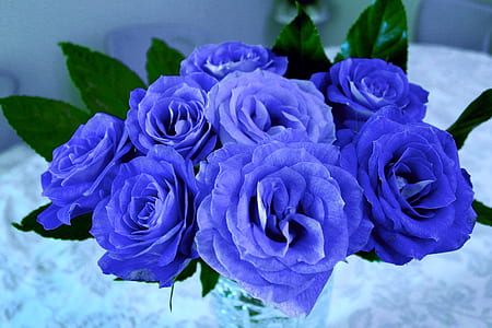 bouquet of purple roses thumbnail