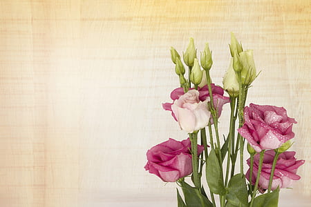 pink and white flowers with green leaf thumbnail