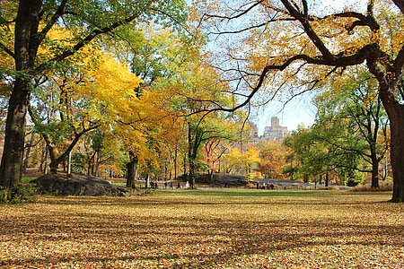 brown and green trees thumbnail