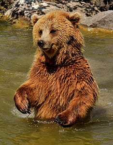 brown bear on body of water thumbnail