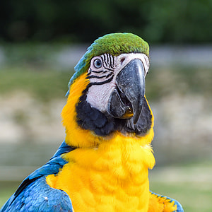 selective focus photography of yellow and blue parrot thumbnail