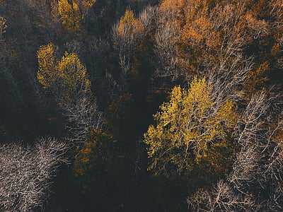 bird's eye view of tall trees thumbnail