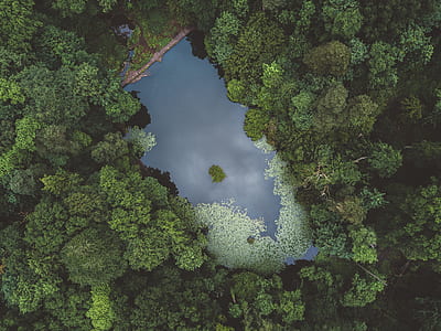 aerial photography of lake in forest thumbnail
