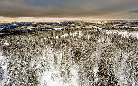 snow-covered forest during cloudy day thumbnail