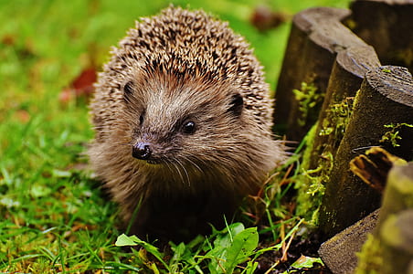 brown hedgehog thumbnail