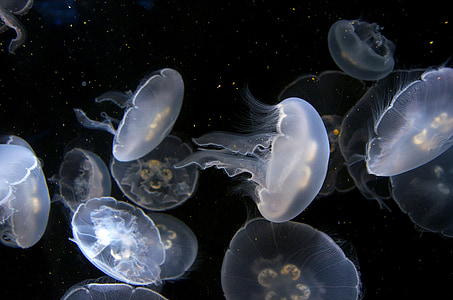 white jellyfishes thumbnail
