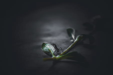 black ant on leaf digital wallpaper thumbnail