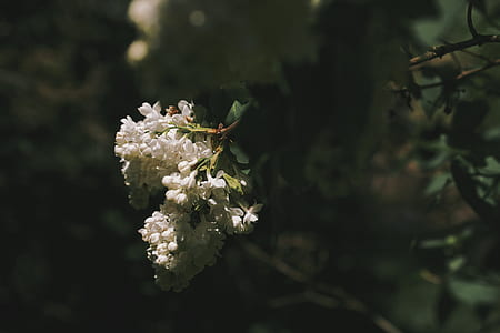 closeup photography of white petaled flower thumbnail