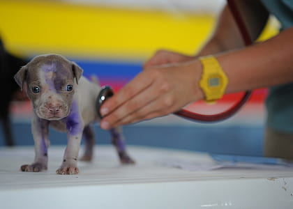 gray and brown newborn puppy being examine by a dcotor thumbnail