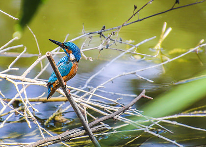 blue and orange King Fisher thumbnail