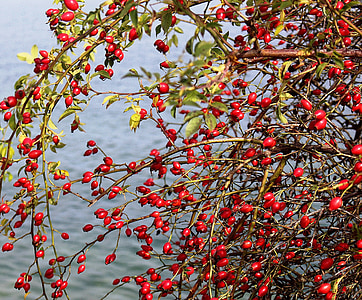 close-up photography of oval red fruits during daytime thumbnail