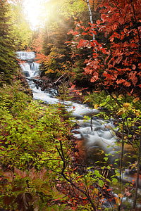 body of water surrounded by trees thumbnail