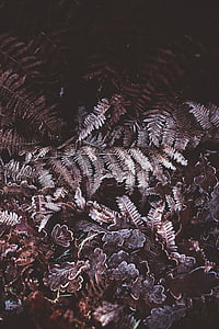 grayscale photo of plants thumbnail
