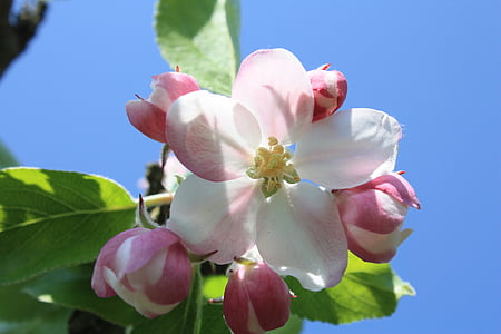 white flowers thumbnail