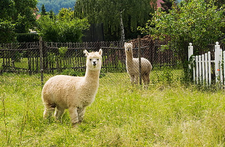 brown llama thumbnail