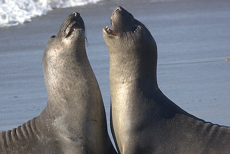 two gray seals on seashore thumbnail