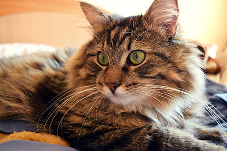 brown tabby cat on black textile thumbnail