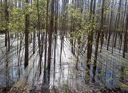 landscape photography of trees with sun rays thumbnail