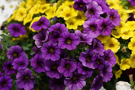 close-up photography of purple clustered petal flowers thumbnail