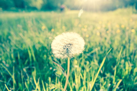 landscape, nature, grass, meadow thumbnail