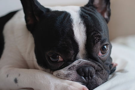short-coated black and white dog thumbnail