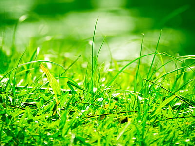 green paragis grass thumbnail
