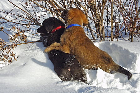 two short-coated black and brown dogs playing in snow-covered ground thumbnail