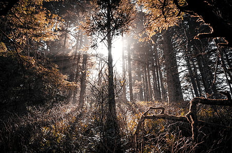 silhouette of tree during daytime thumbnail