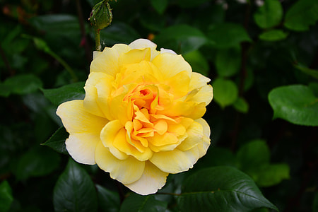 closeup photo of yellow petaled flower thumbnail