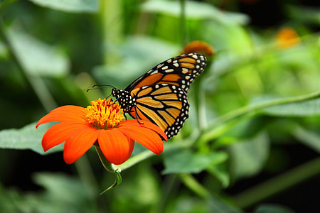 monarch butterfly on red petaled flower thumbnail
