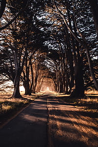 empty road surrounded by trees thumbnail