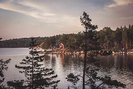 house surrounded by green forest near lake during daytime thumbnail