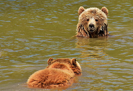 brown bear surrounded by body of water thumbnail