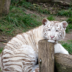 white and brown tiger on log thumbnail