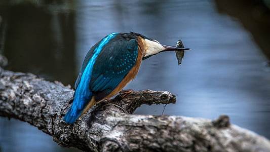 blue and brown bird with fish in beak thumbnail
