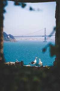 two bird perched on concrete thumbnail