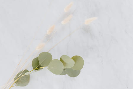Dried flowers and eucalyptus on white marble thumbnail