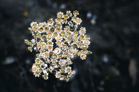 white petaled flowers bouquet in close-up photography thumbnail