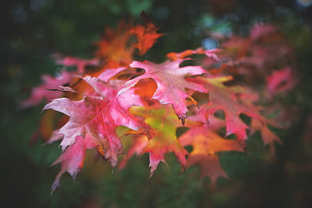 selective focus photography of maple tree leaf thumbnail