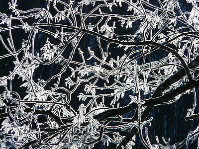 leafless tree photograph thumbnail